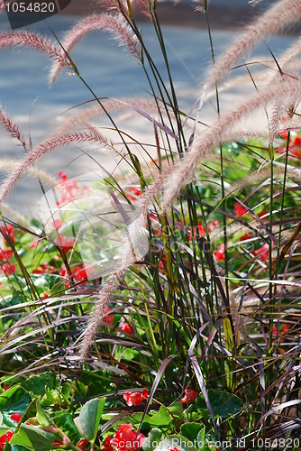 Image of Grass and flowers