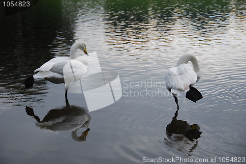 Image of Pair of white swans standing in shallow water with reflection