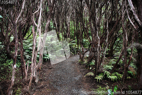Image of New Zealand native bush
