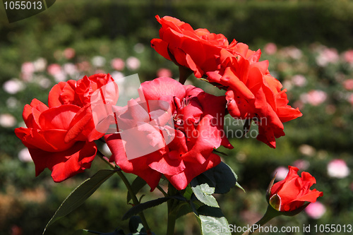 Image of Red roses