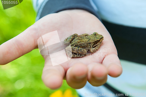 Image of Frog