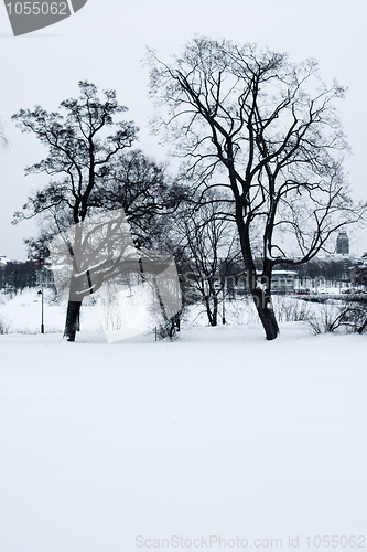 Image of Bare trees