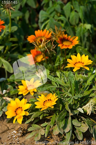 Image of yellow and orange flowers