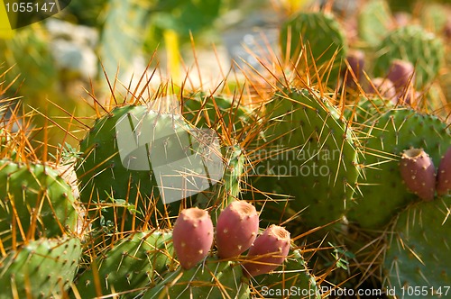 Image of cactus