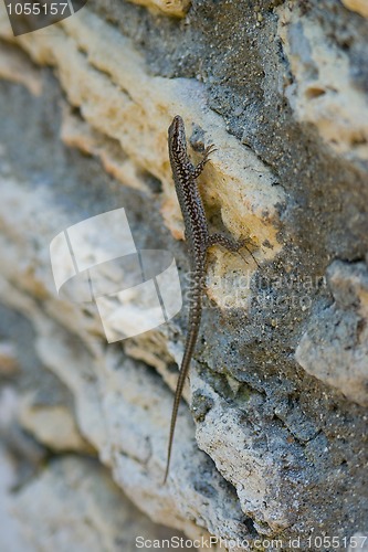 Image of Little lizard