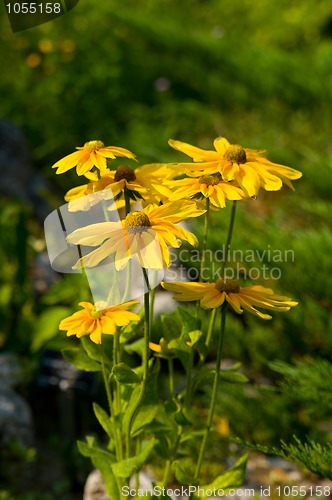 Image of yellow flowers