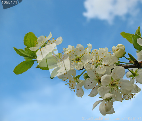 Image of Blooming apple-tree