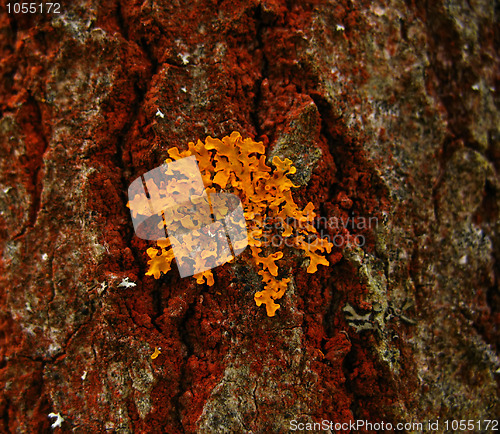 Image of Lichen