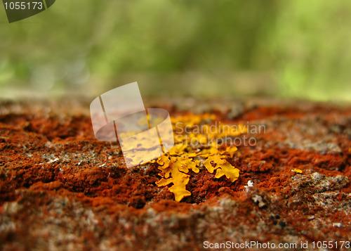 Image of Lichen