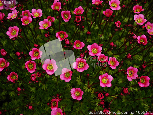 Image of Flowers