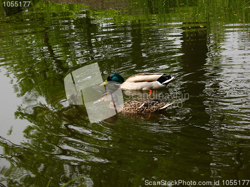 Image of Ducks