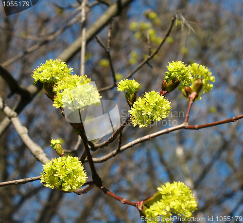 Image of Blooming maple