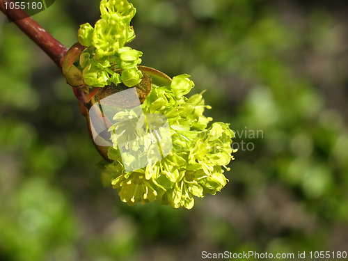 Image of Blooming maple