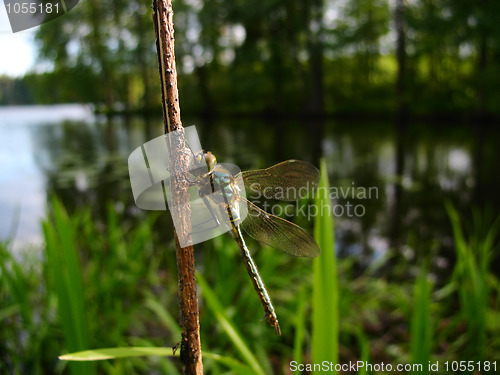 Image of dragonfly