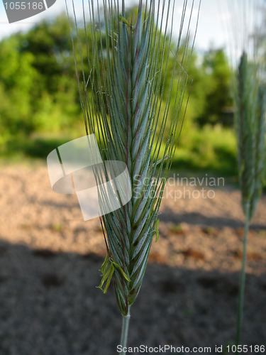Image of spikelet of rye