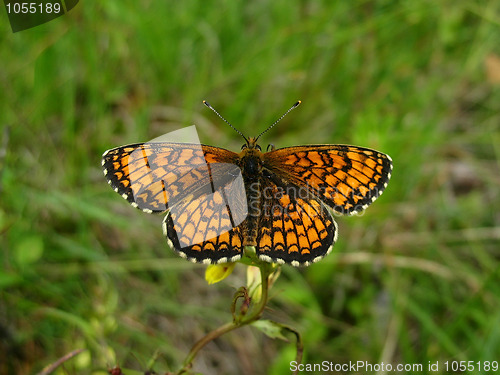 Image of butterfly 