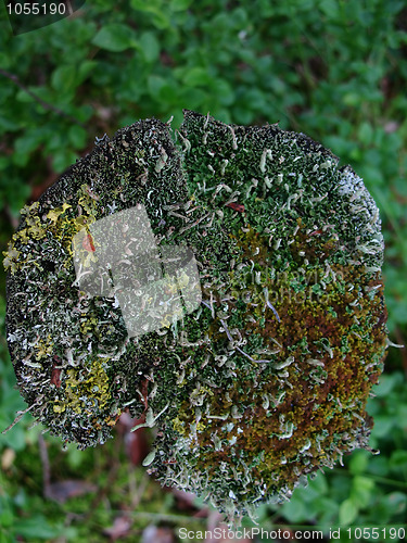 Image of Stump with lichen