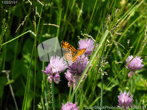 Image of butterfly