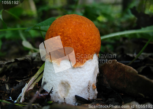 Image of Aspen mushroom