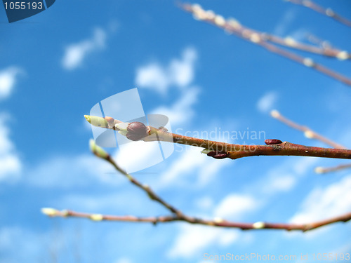 Image of Branch of tree