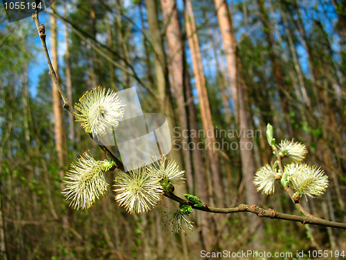 Image of Branch of  willow