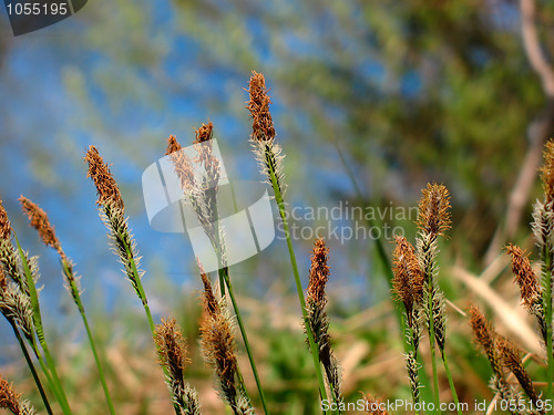 Image of Meadow grass