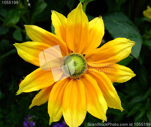 Image of dahlia