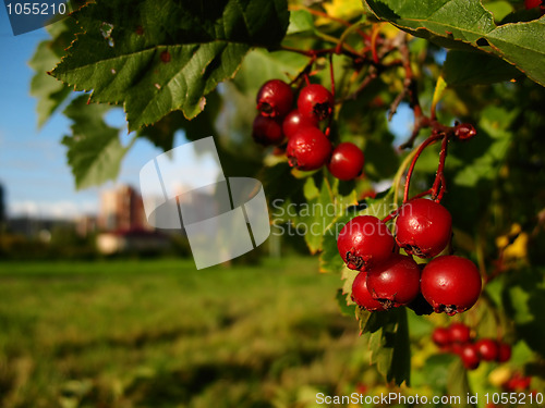 Image of ashberries in autumn city