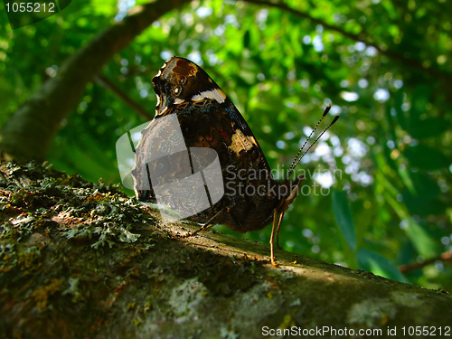 Image of peacock butterfly