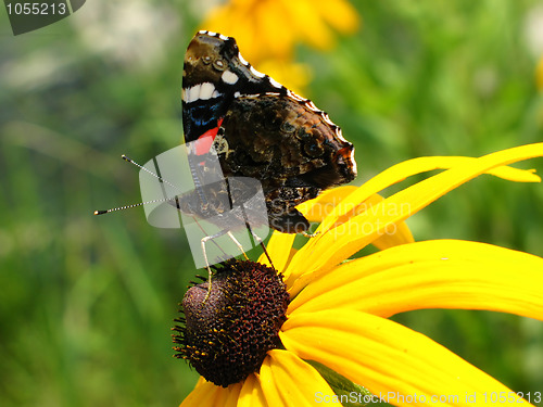 Image of butterfly