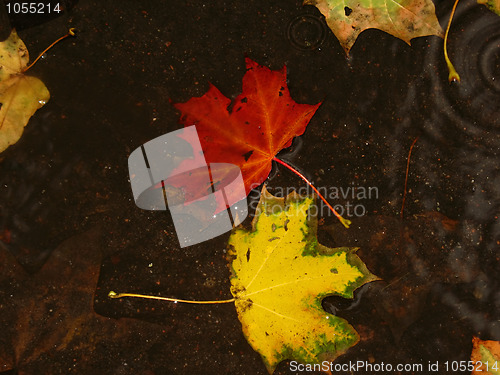 Image of leaf of maple 
