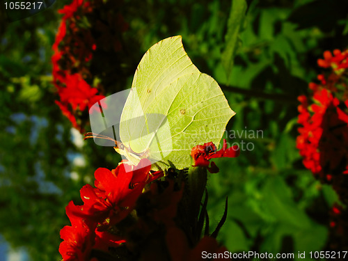 Image of Gonepteryx butterfly