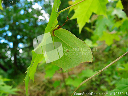 Image of Gonepteryx butterfly