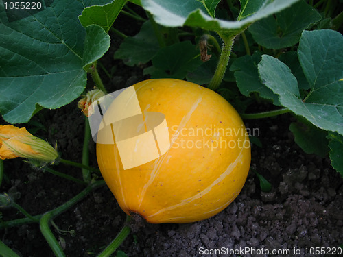 Image of pumpkin