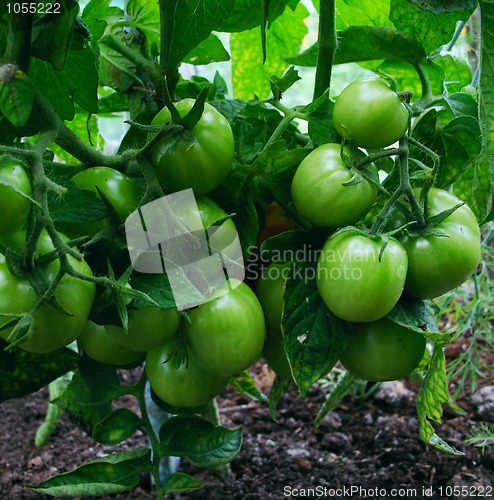 Image of Green tomato