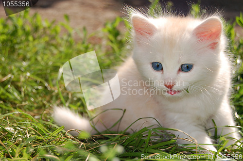 Image of white kitten in grass