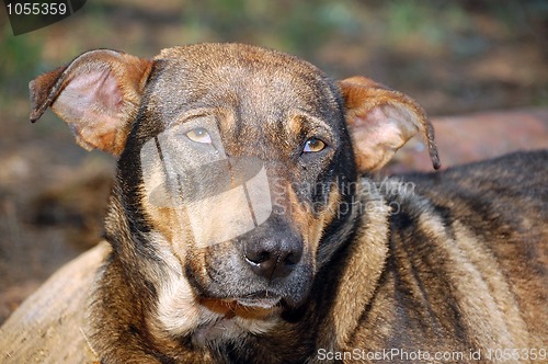 Image of stary dog