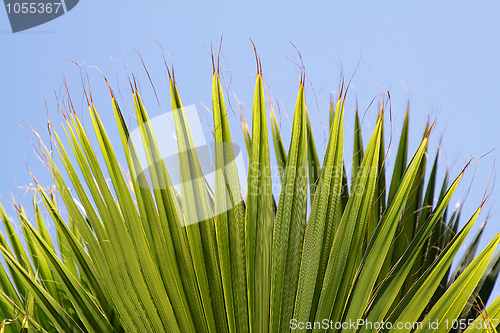 Image of Palm leaves