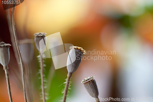 Image of Poppy Pods