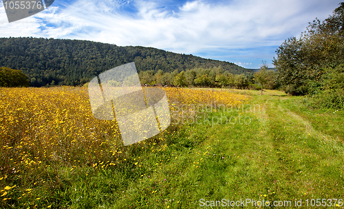 Image of Summer Meadow