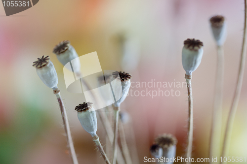 Image of Poppy Pods