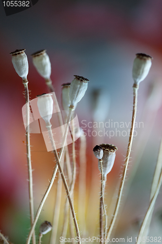 Image of Poppy Pods