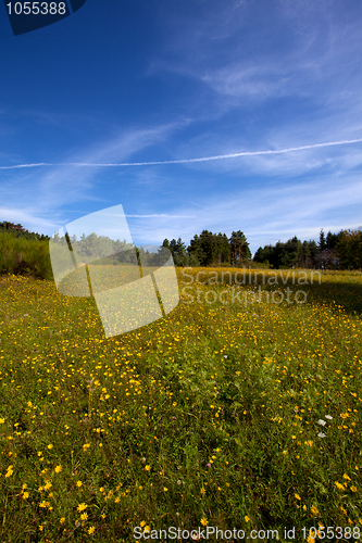 Image of Summer Meadow