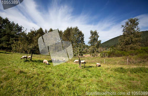 Image of Summer Meadow