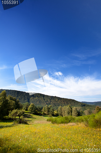 Image of Summer Meadow