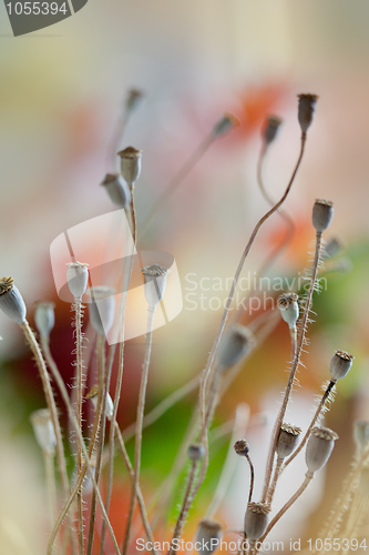 Image of Poppy Pods