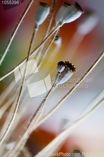 Image of Poppy Pods