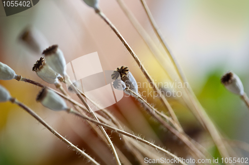 Image of Poppy Pods