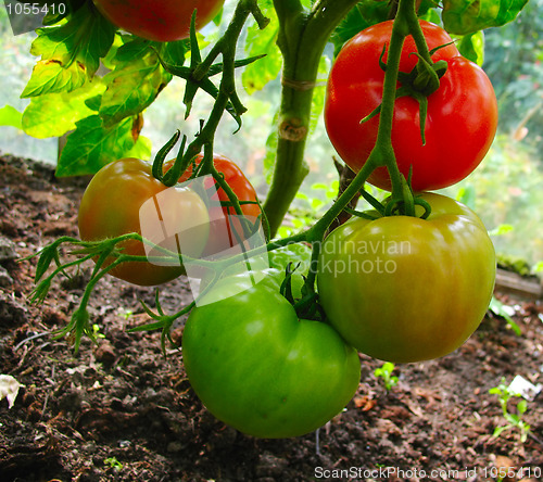 Image of 3 coloured tomatos