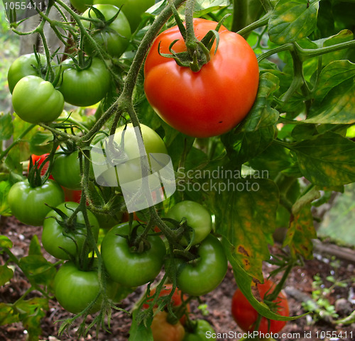 Image of Green tomato